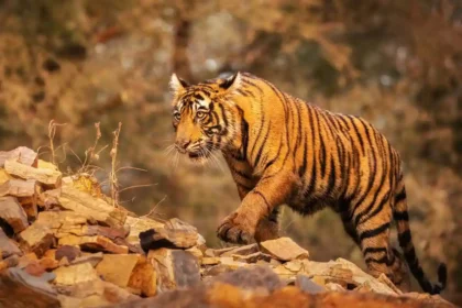 Bengal Tiger: Learn Some Interesting Things About the Bengal Tiger